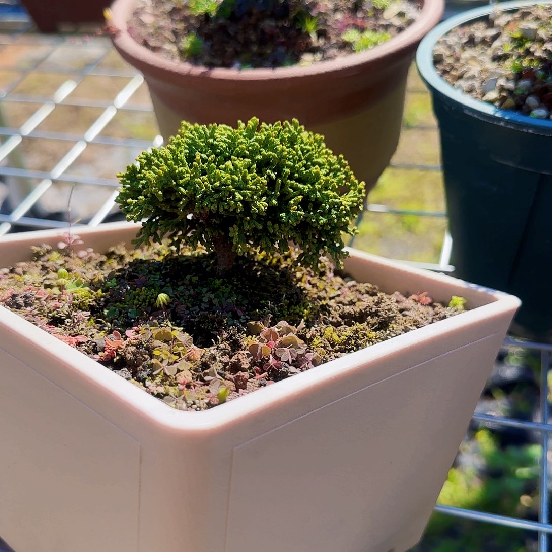 天***海无花朵初雪连山桧