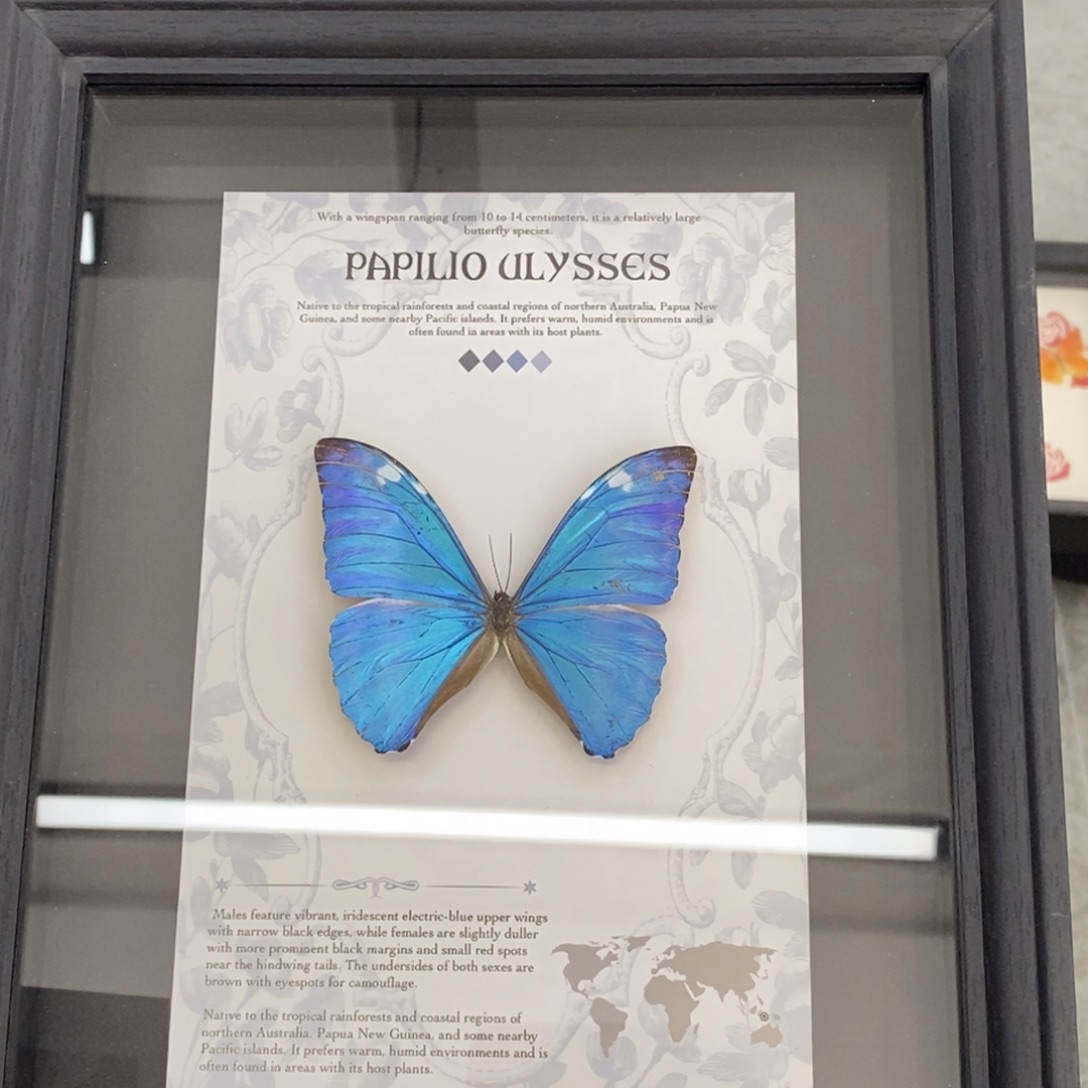 双层款铝合金蝴蝶相框