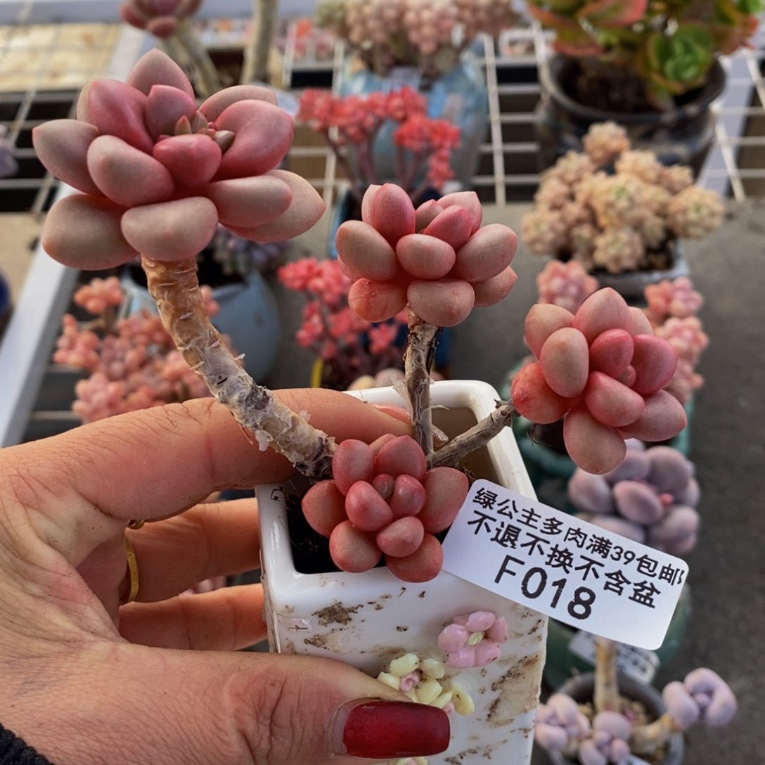 先锋派018/7cm福利