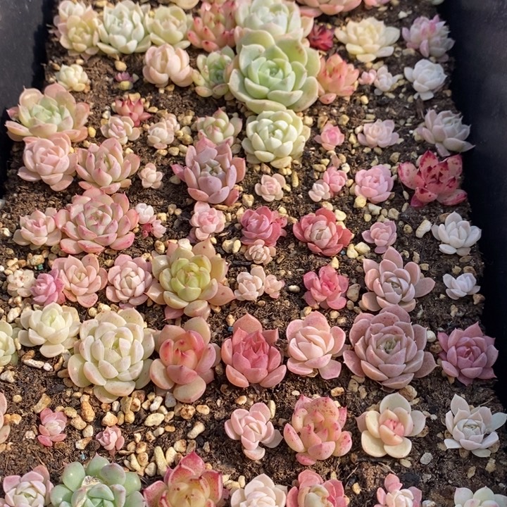 52 多肉植物盆栽花卉植物