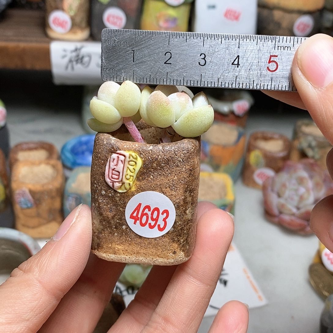 红陶拍5送一个小