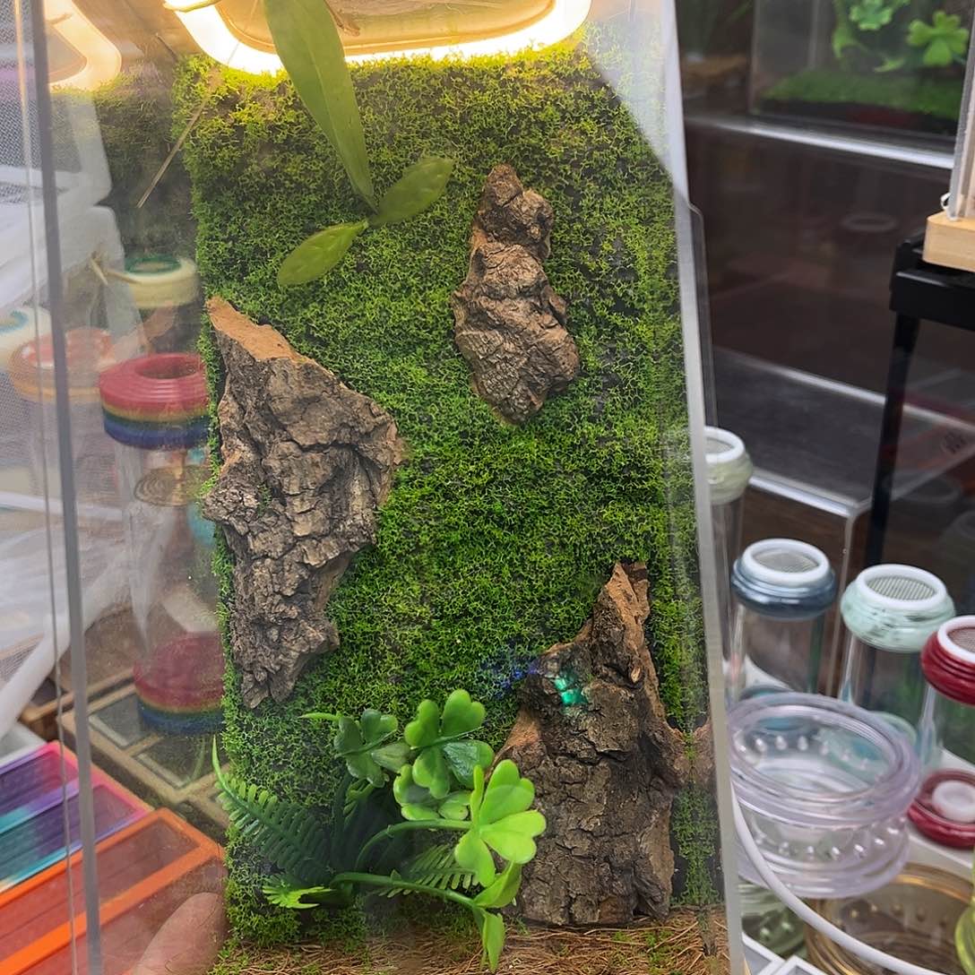 实木生态箱加海南素贝