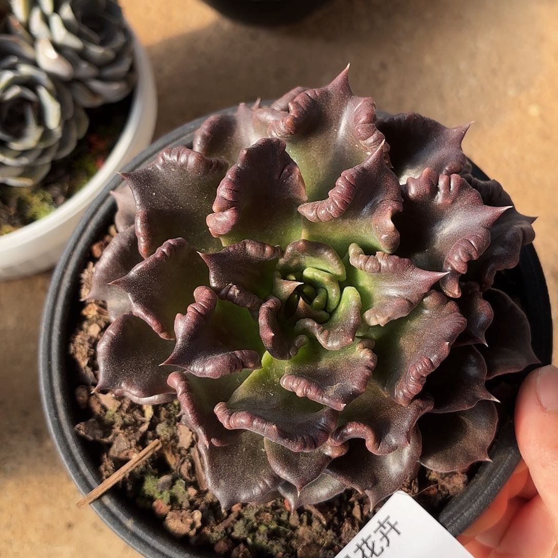 同温层多肉黑饺子皮09