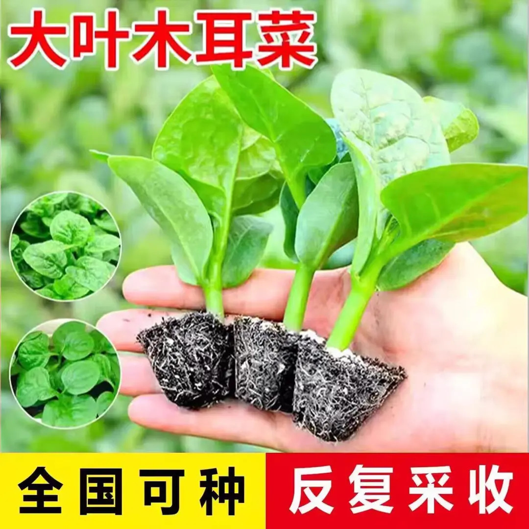 特大圆叶木耳菜阳台盆栽多次采摘四季秧苗春秋季蔬菜种子木耳菜苗