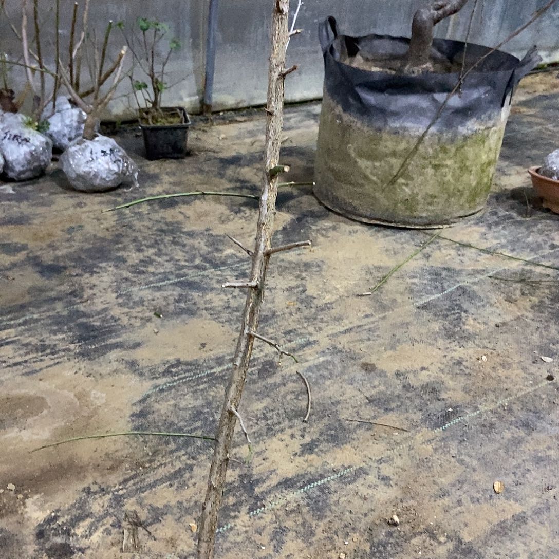 无花朵原生双臂垂枝梅花