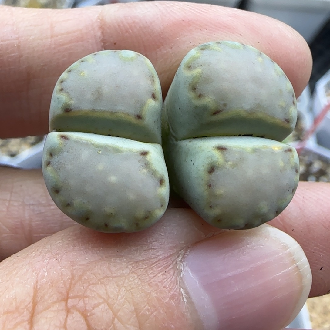 846双头饼干清框福利30包邮