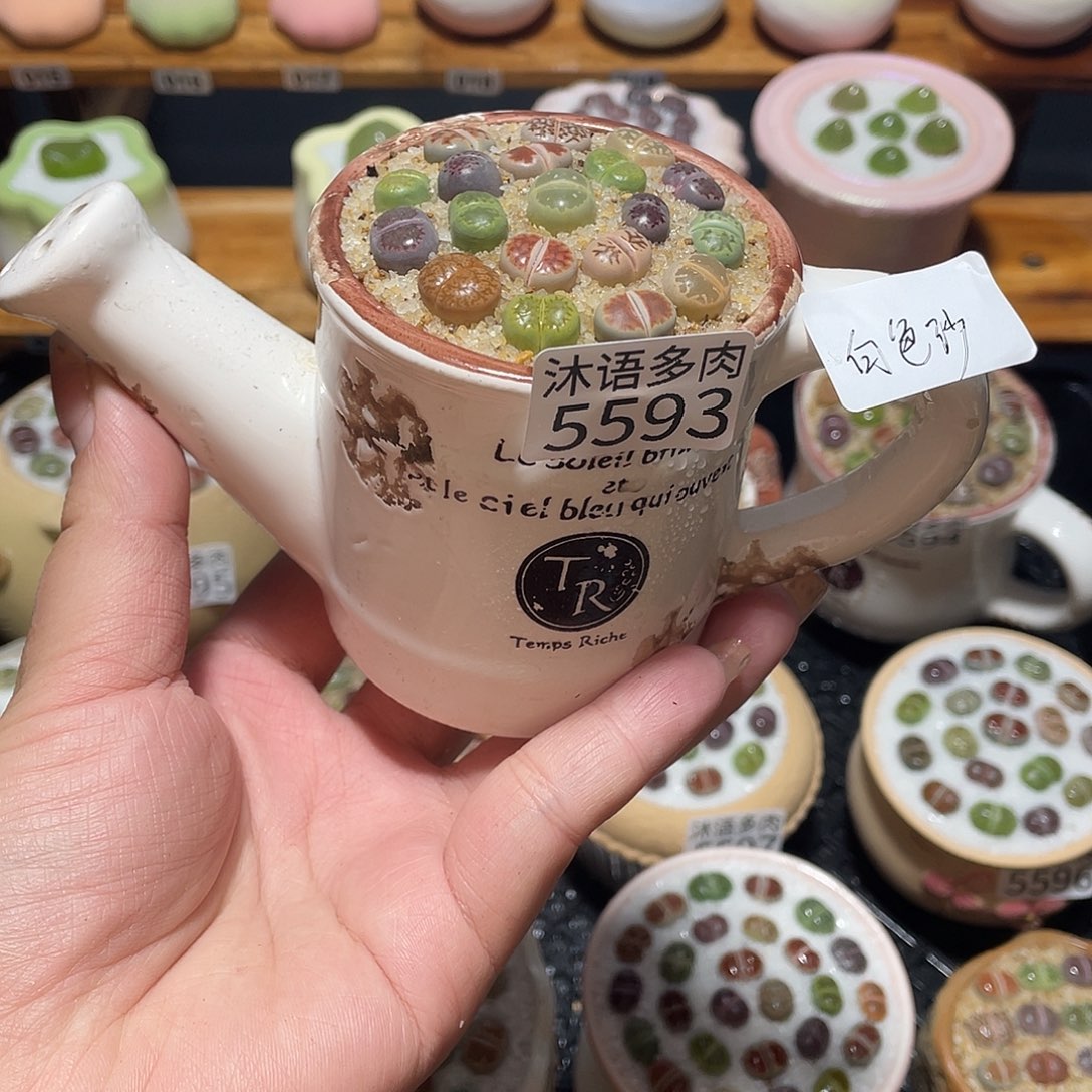 柒***带盆土植物 一物一拍5593