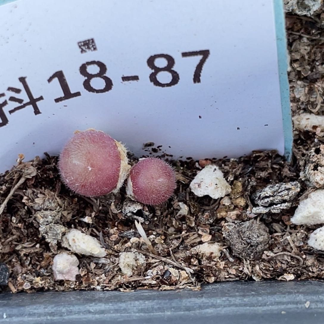 18-87毛球多肉植物