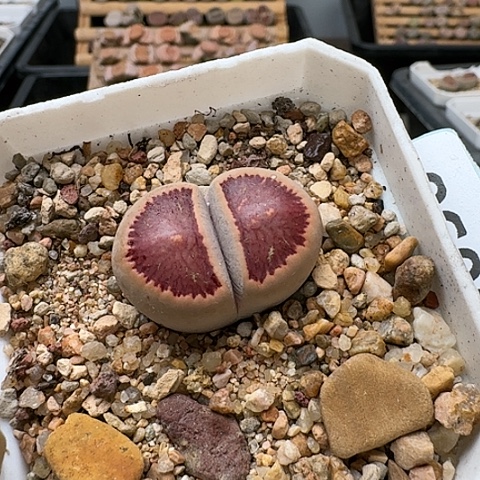 3658，菊红窗全窗带盆母本