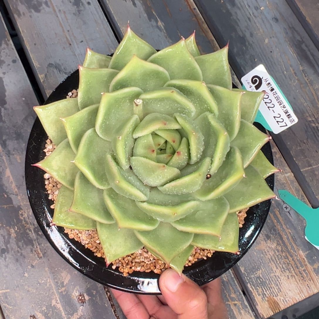 舍*多肉一物一拍0222-227