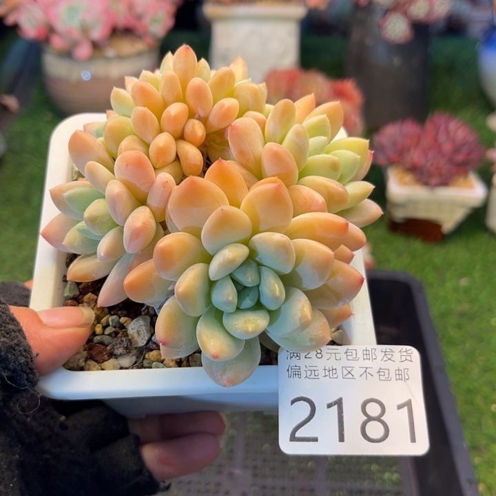 大2181）xvxvcvcvvbb