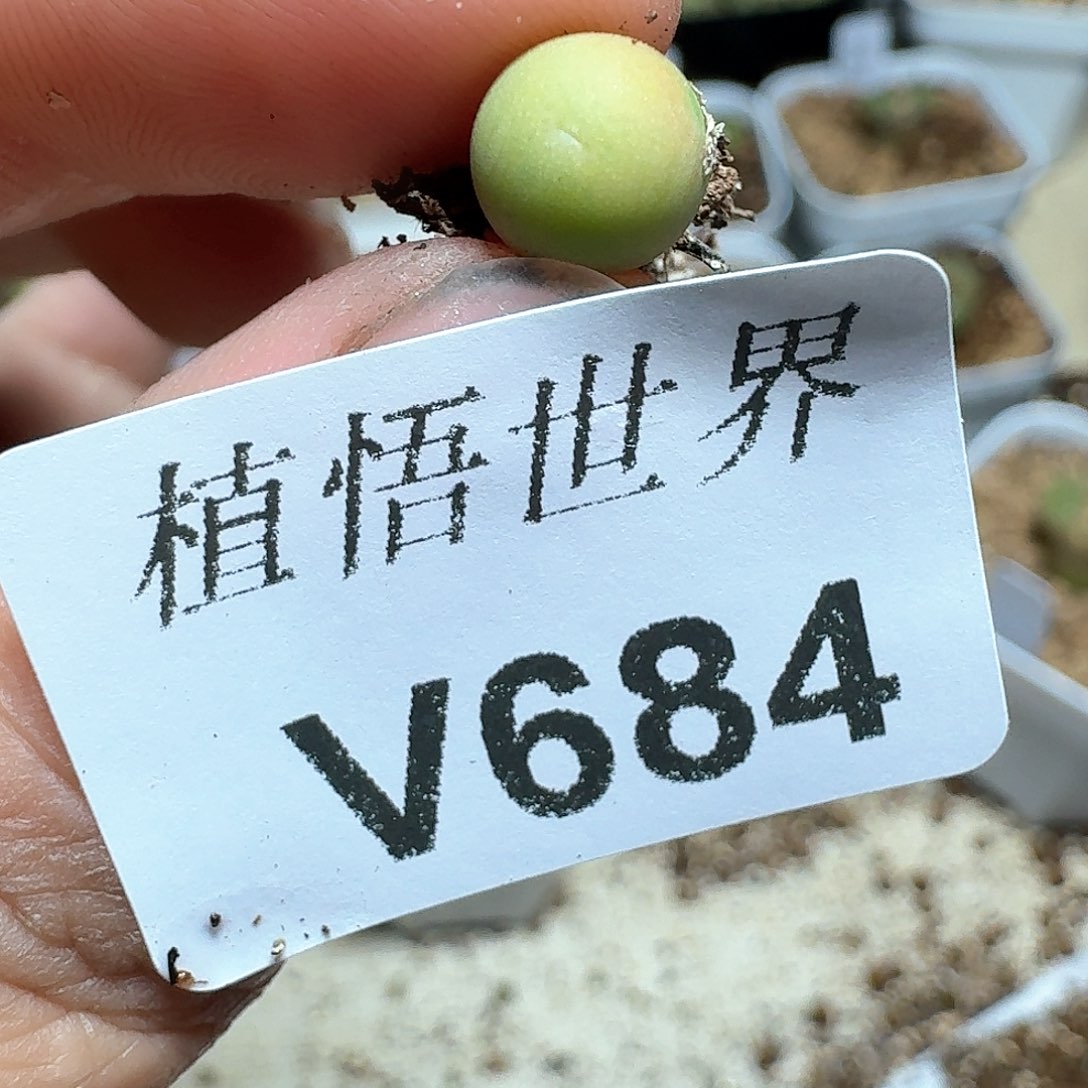 684盒多肉植物哇f f