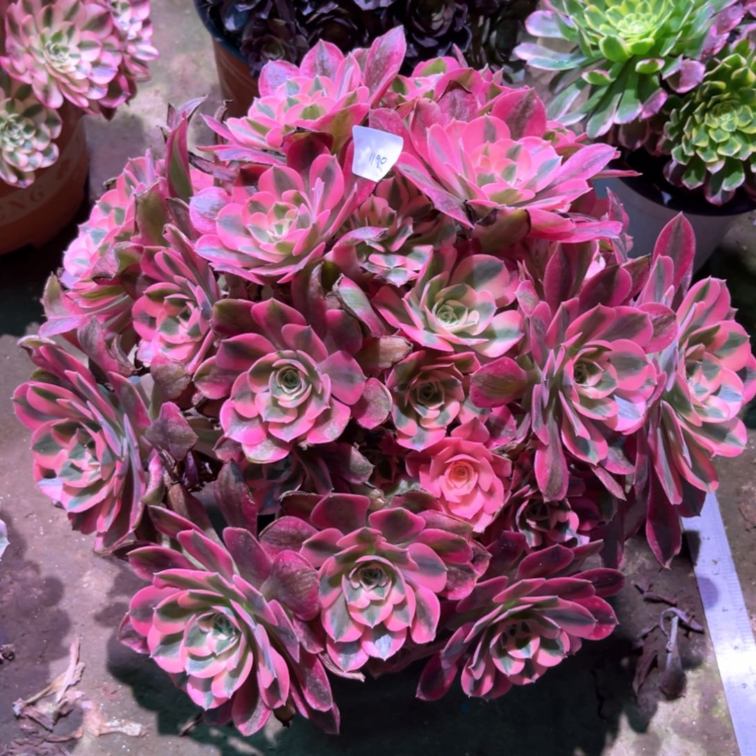 多肉植物女巫1190