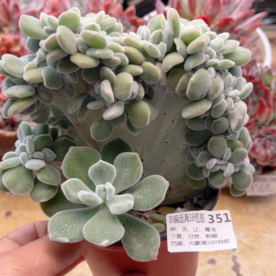 351雪晃星缀德华多肉
