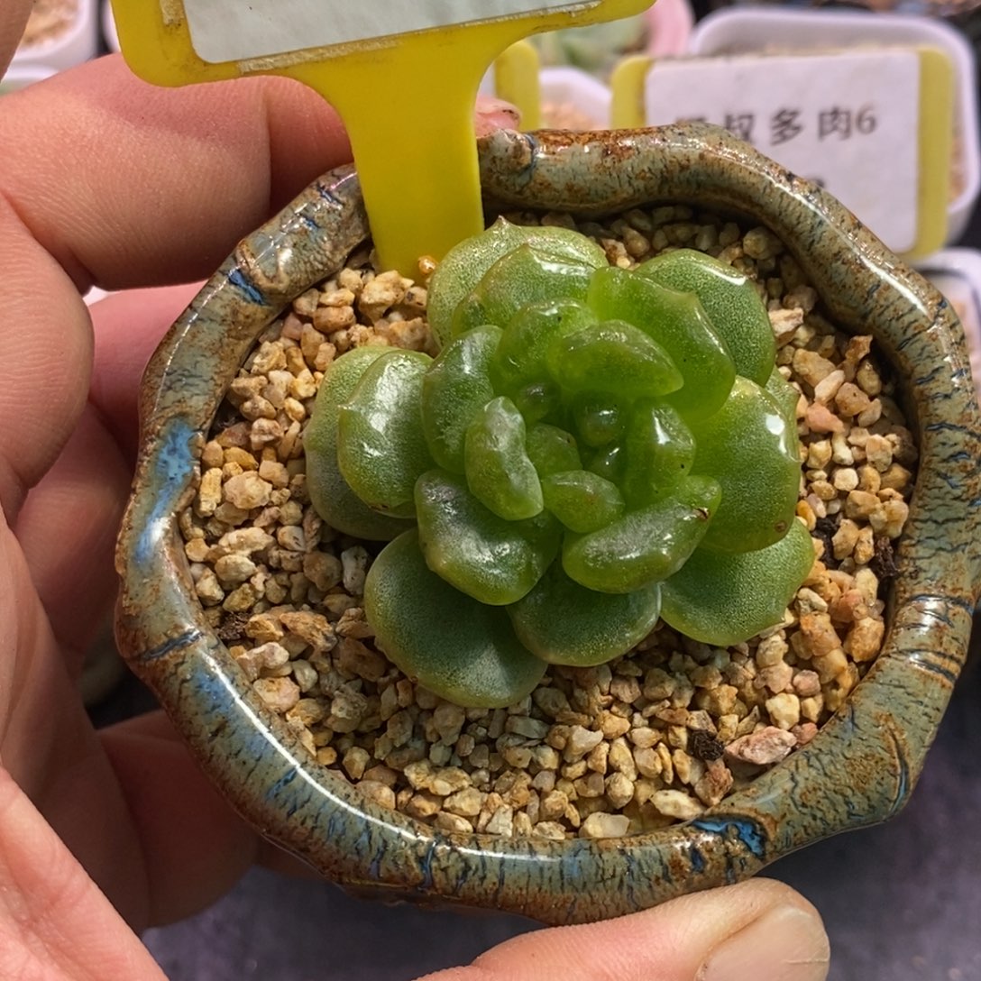 648白恋变异石化拉丝