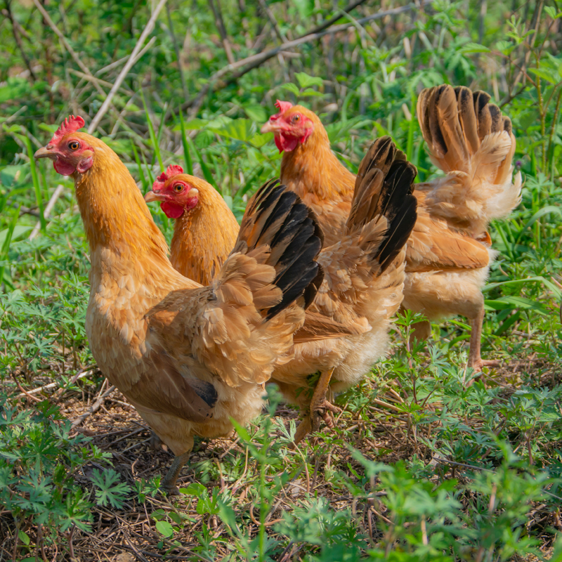 老母鸡正宗农家土鸡 山林散养3年走地鸡 跑山鸡农村柴笨草鸡现杀