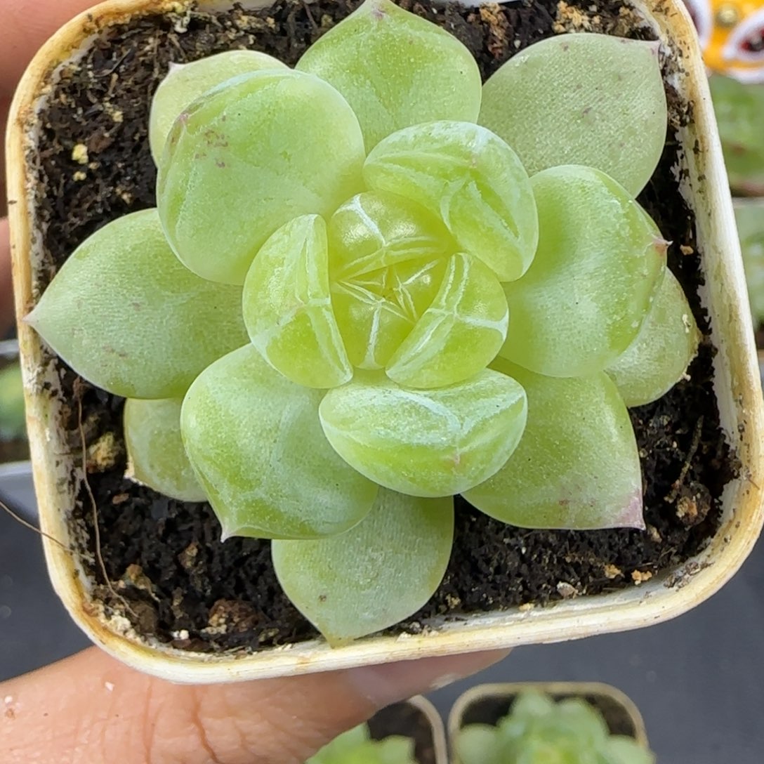 29东篱下多肉植物哈哈哈哈哈