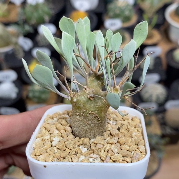 实生黑鬼殿厚敦菊155号1.8cm