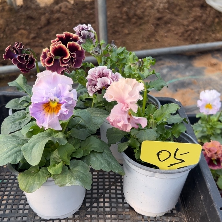 完全开放角瑾05无售后