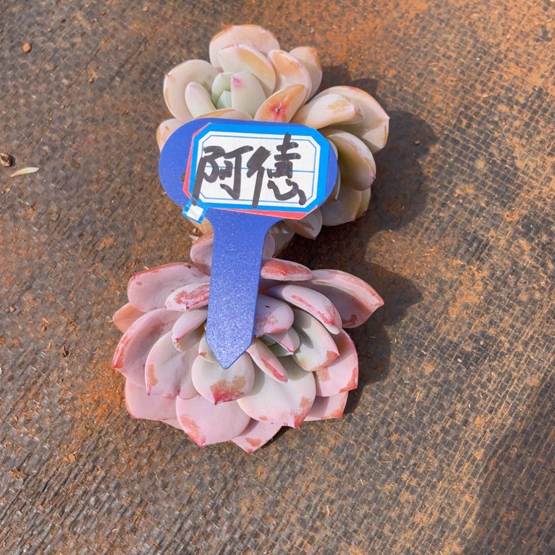 阿****德多肉植物3528456