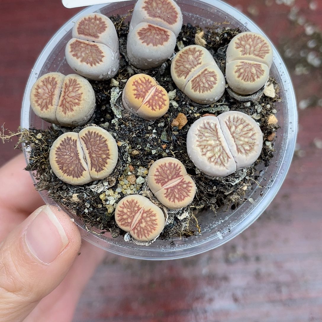 22700000花花花花花花花