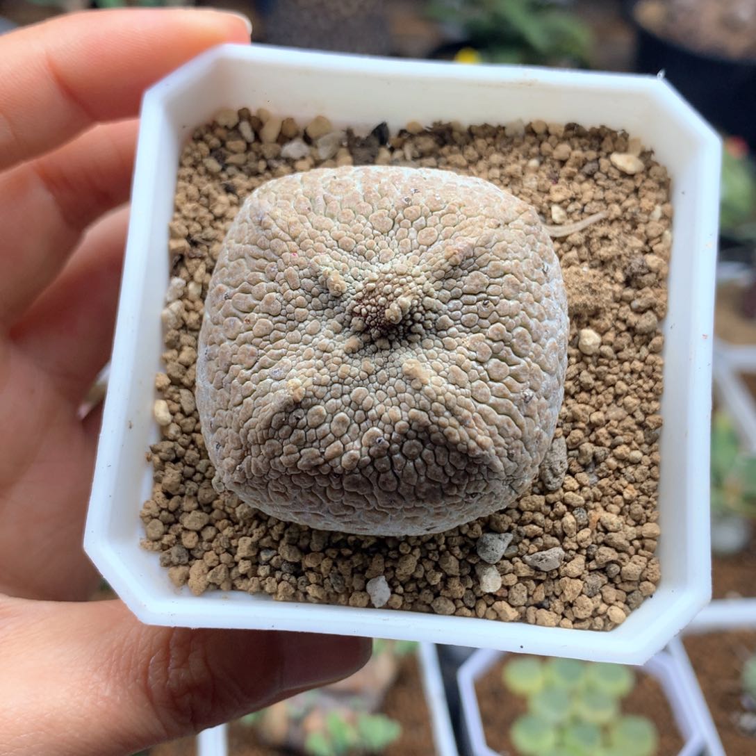 实生方凝蹄玉带盆多肉4.1cm