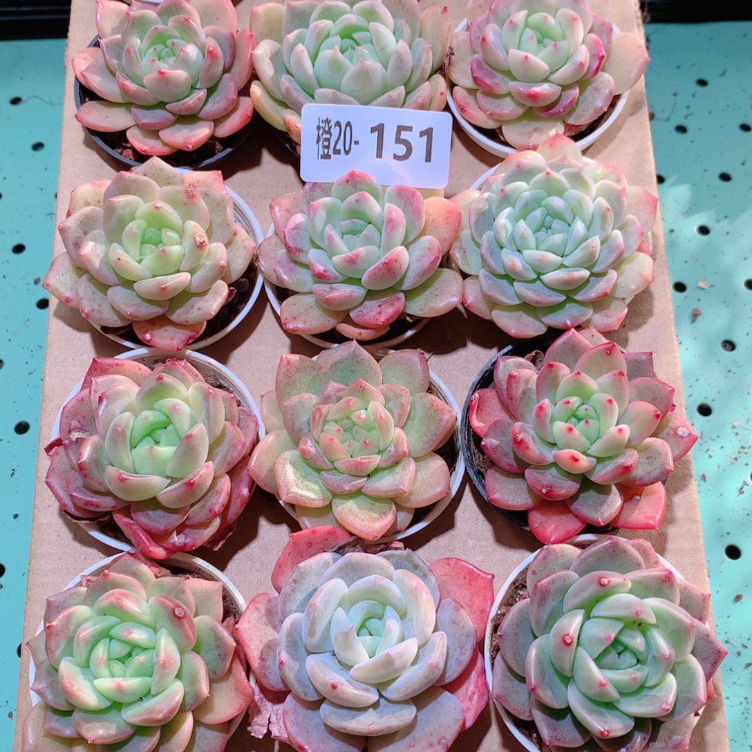 20-151一物一拍多肉带盆18颗