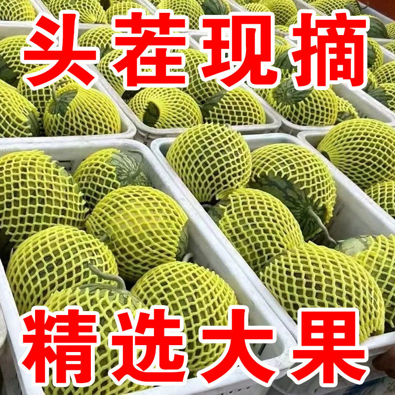 东台头茬特小凤6-8斤大果冰淇淋黄心西瓜当季新鲜现摘手剥西瓜江苏省