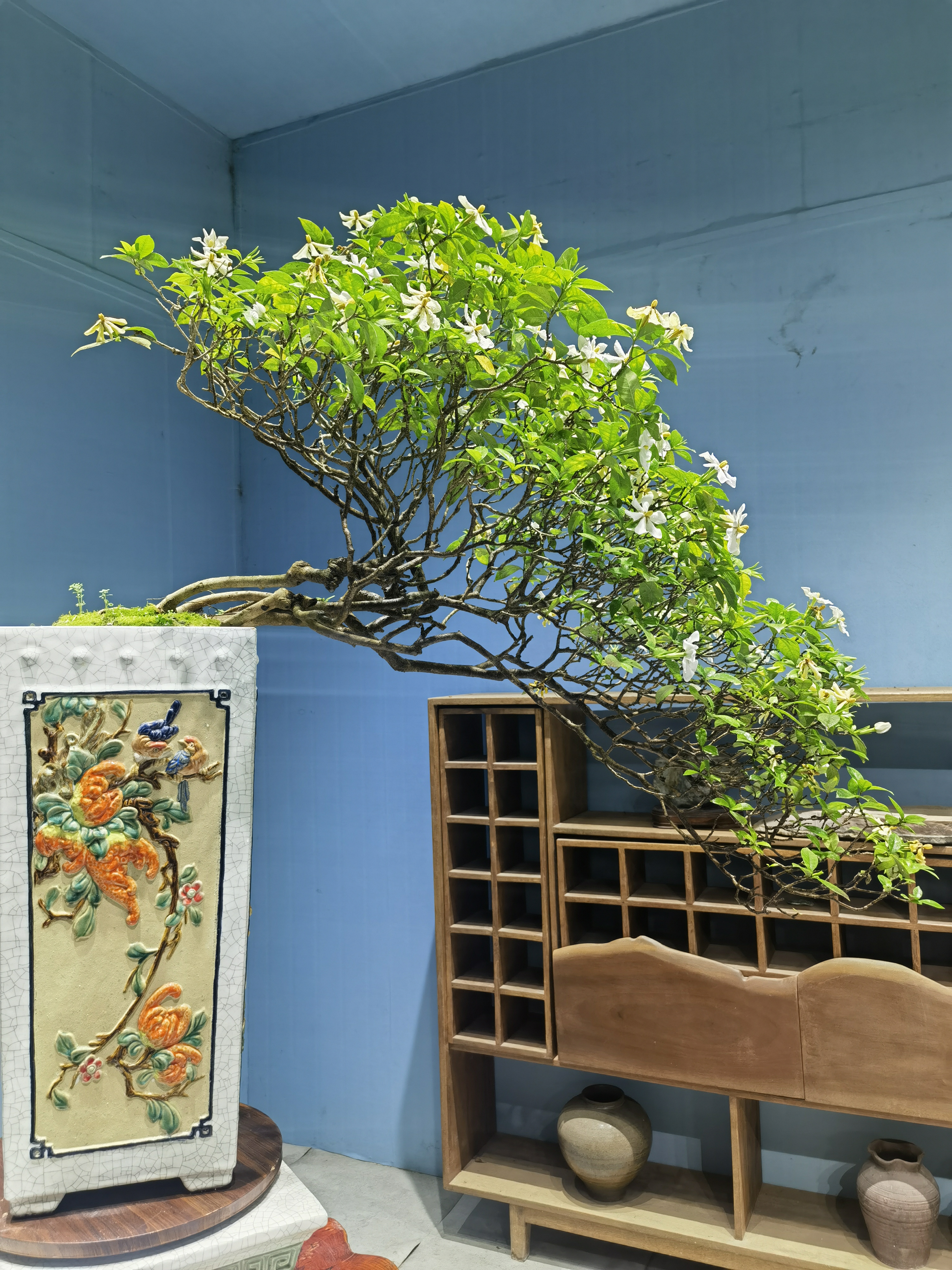 海岛春花栀子花庭院茶桌台造景盆景栽绿植老树桩大斜飘枝一物一拍