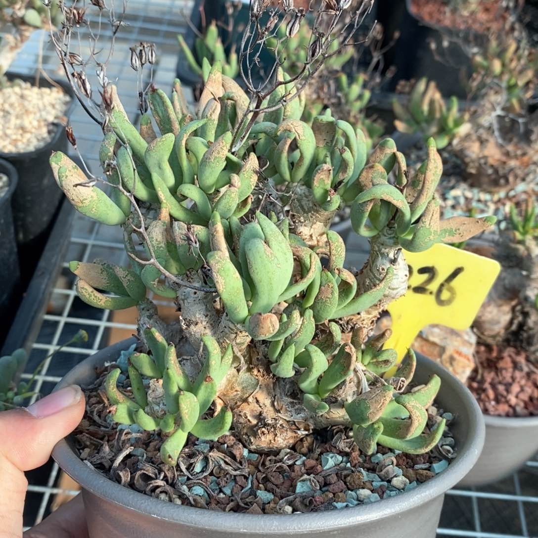 产地万物想多肉植物