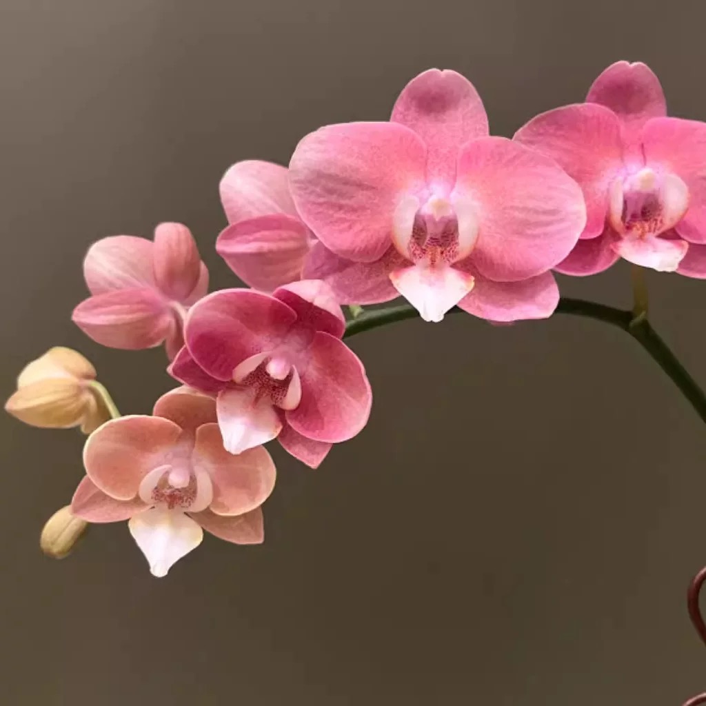 【鲑鱼】蝴蝶兰花卉盆景大气佳节礼品