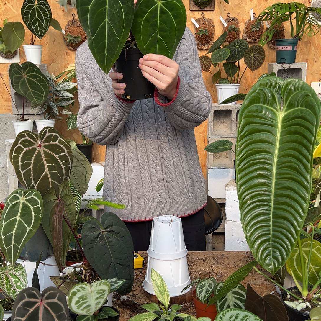 完全开放老桩花烛