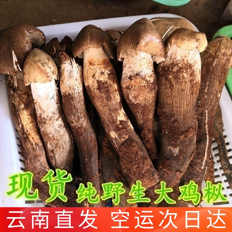 云南新鲜当季野生菌鸡枞菌顺丰空运冷链包邮精品整菇骨朵安全无毒