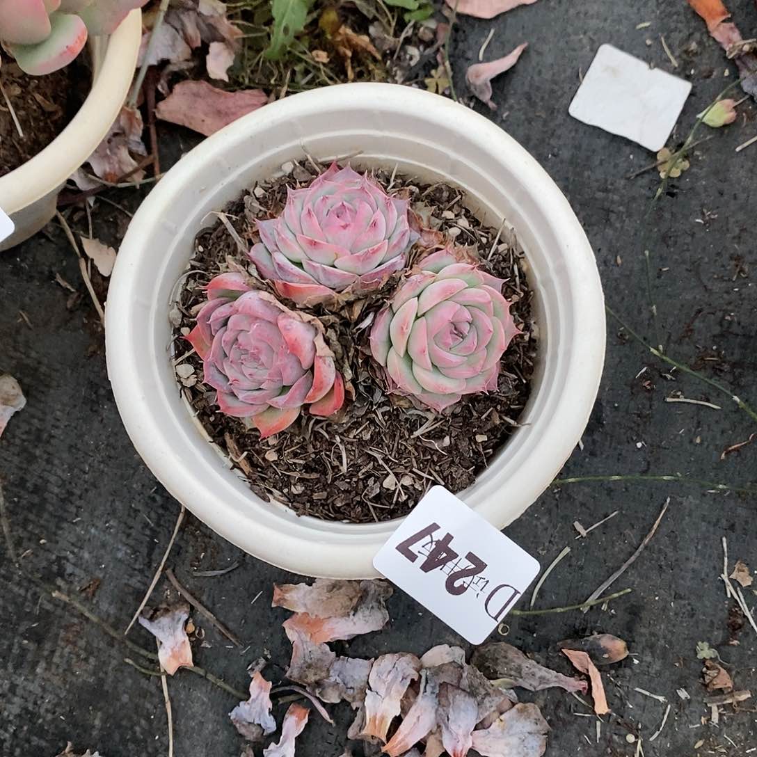 关*247法兰西玫瑰多肉