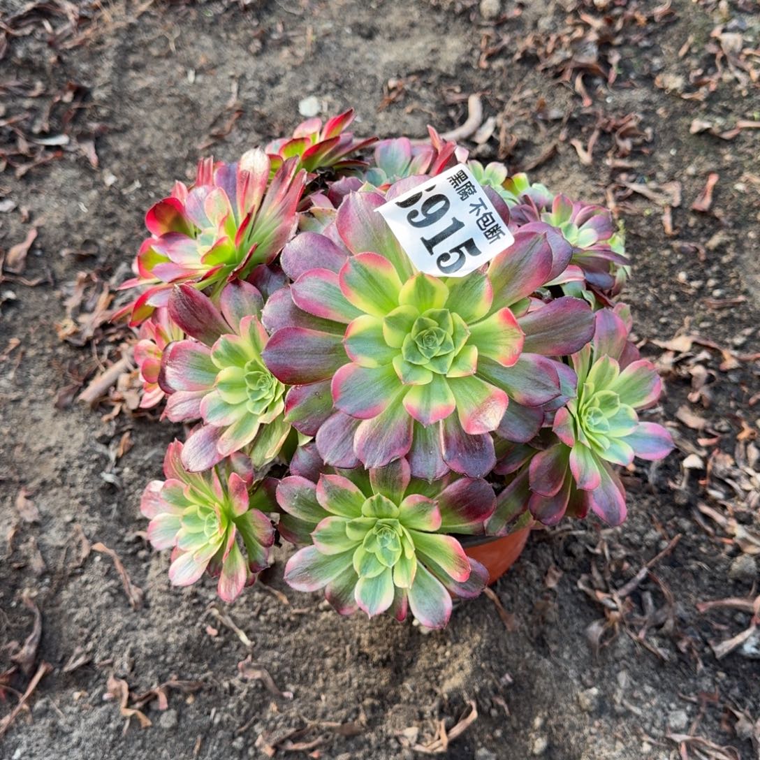 法师安娜6915 19-28