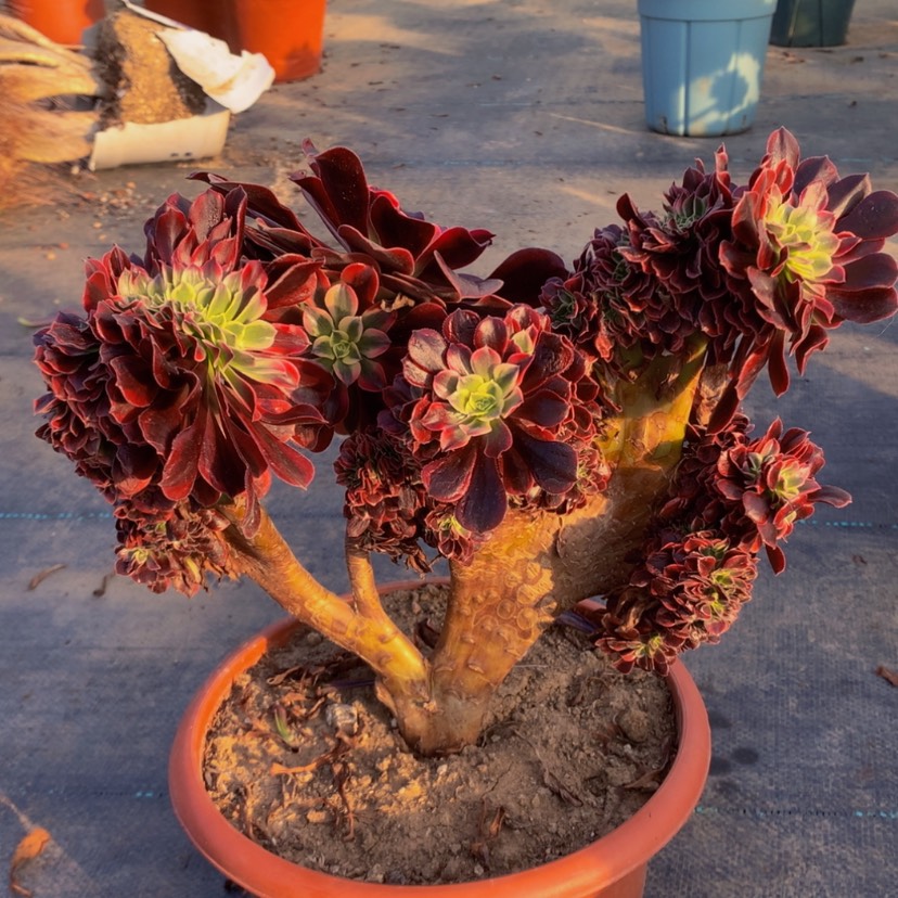 【闪购商品】微微瑕疵 066