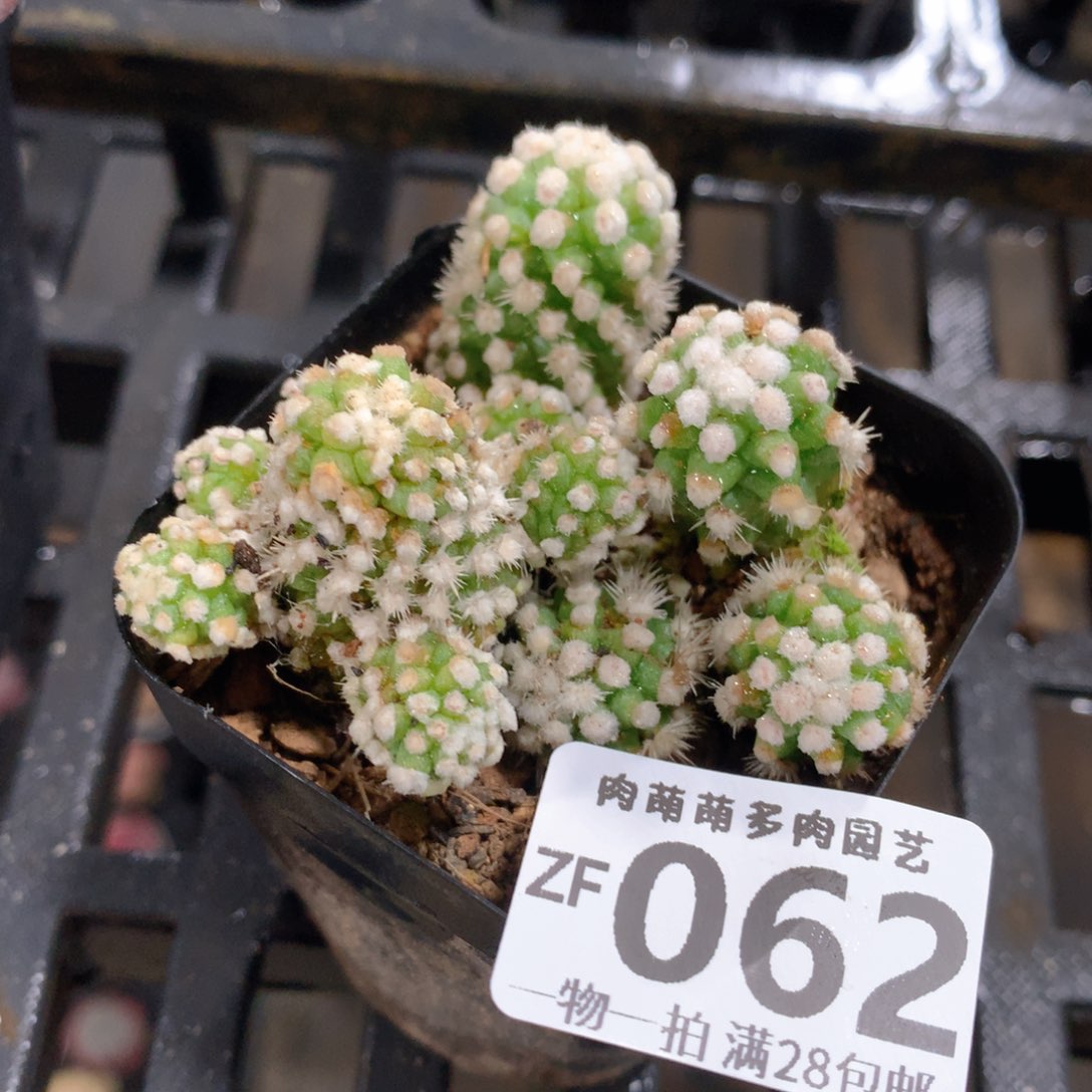 肉萌萌拇指盆精控多肉ZF062