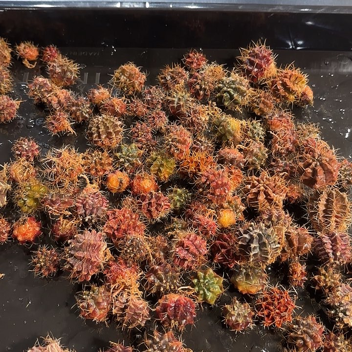 实生米哈侧芽盲盒