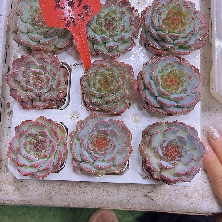 旗七彩冰魄19包邮多肉植物