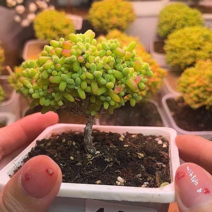 无花朵462金桔糖球