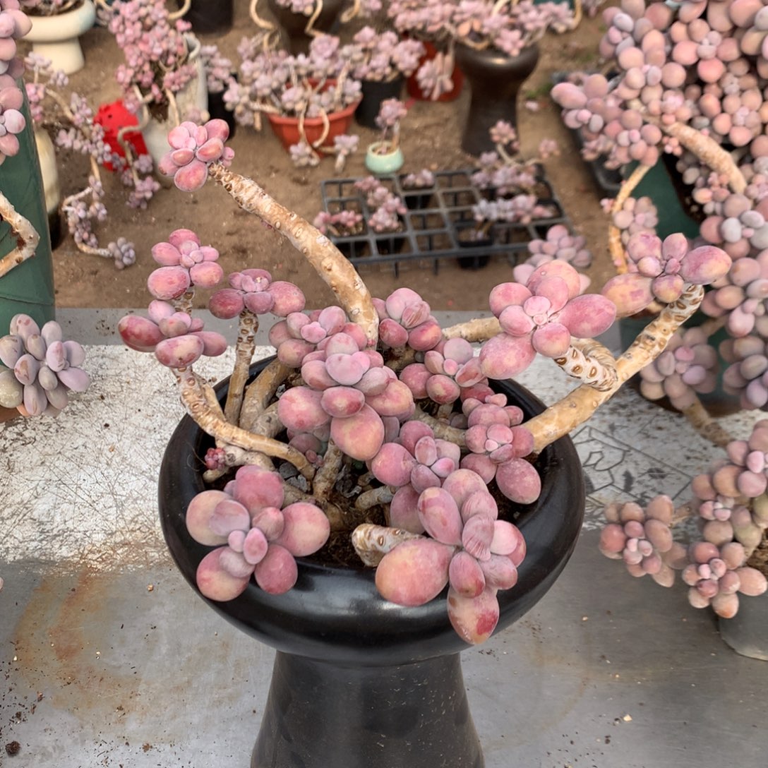 澜***桃蛋老桩不带盆41号