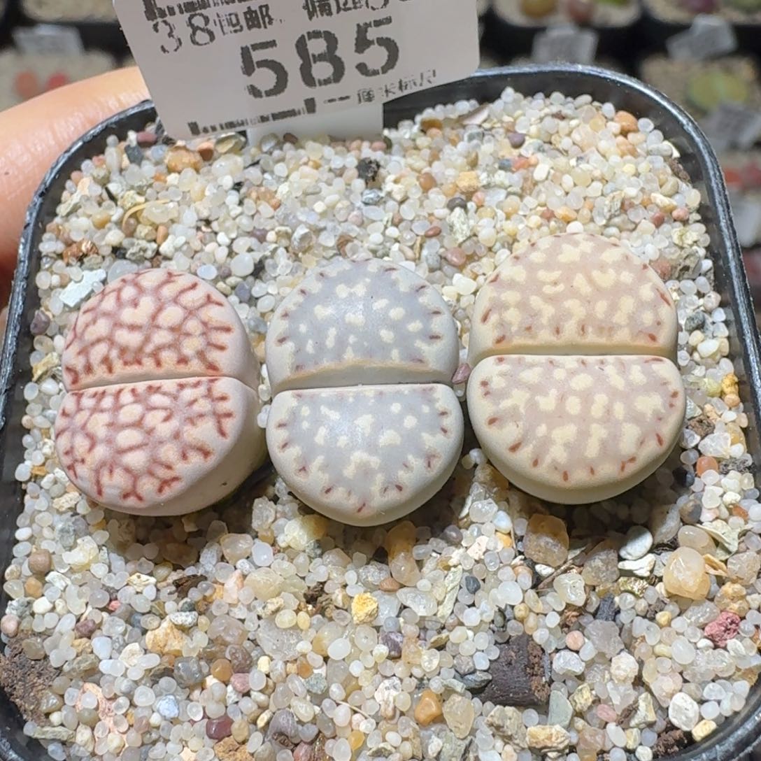 Ssss好货也清了585