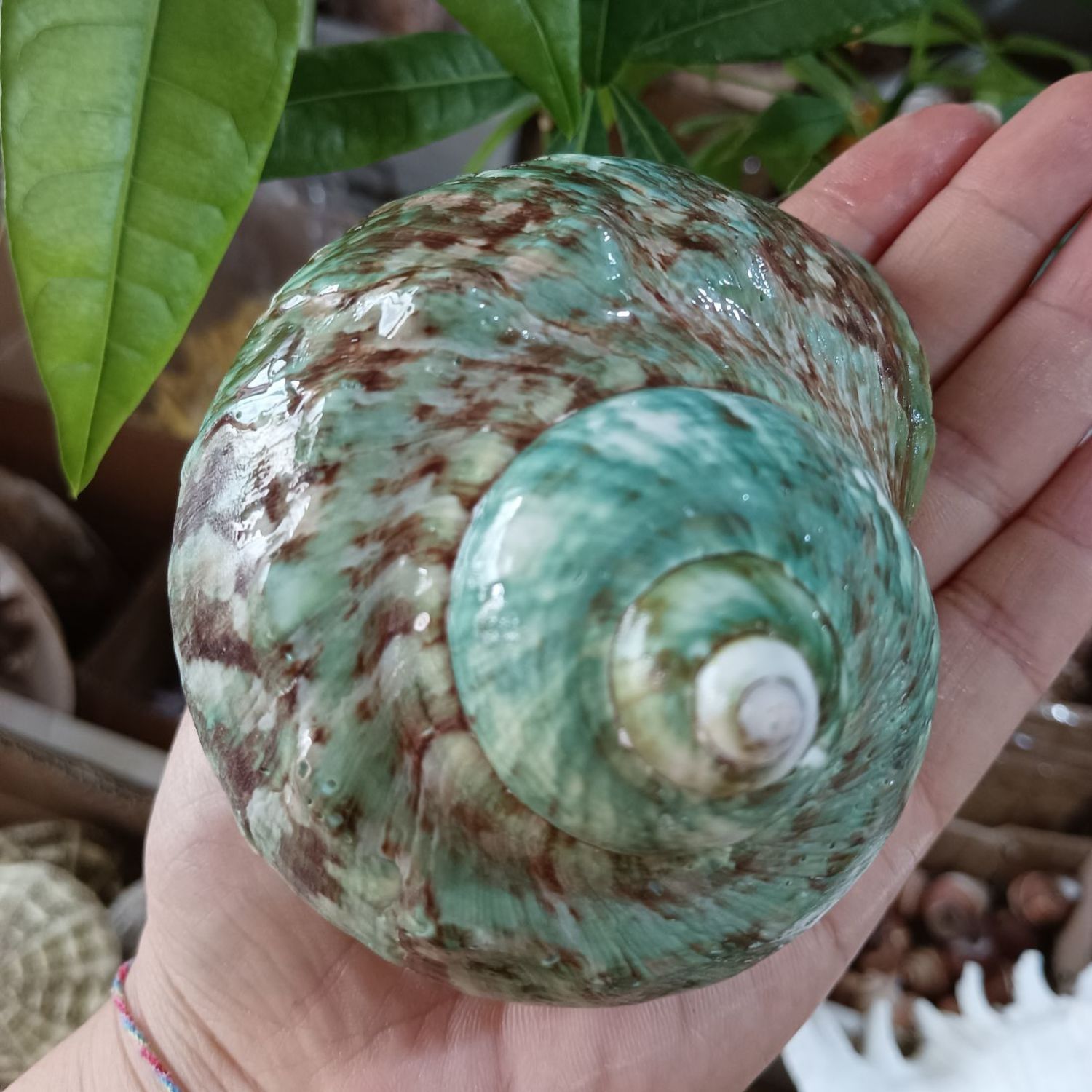 绿绒螺海螺贝壳工艺品摆件饰品
