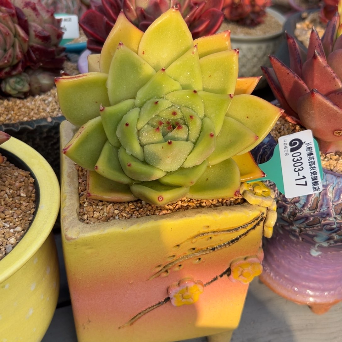 多肉一物一拍0303-17