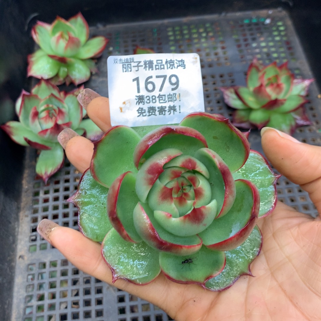 乐***子1679号多肉植物惊鸿8