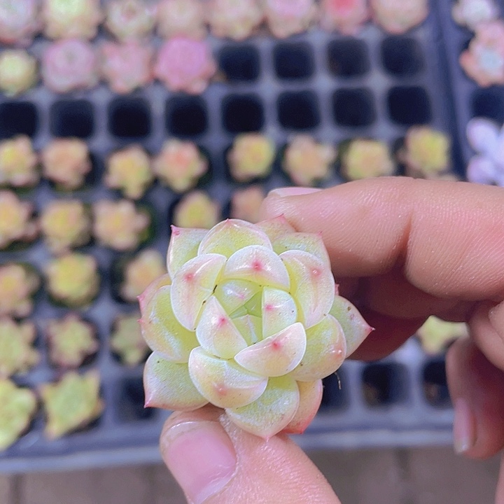 不知名珍妮【满10颗包邮】