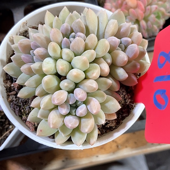 多肉植物奶糖810