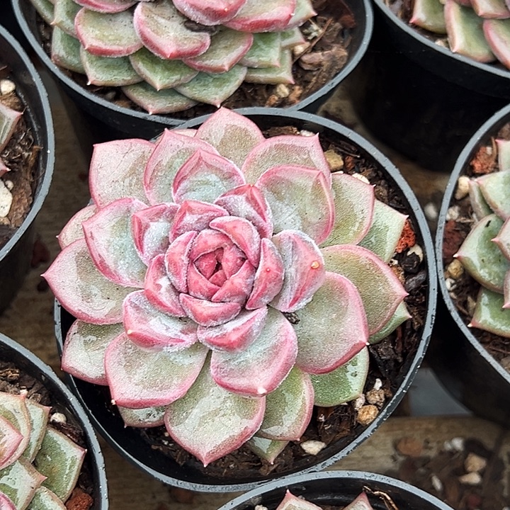   紫雪      福利多多