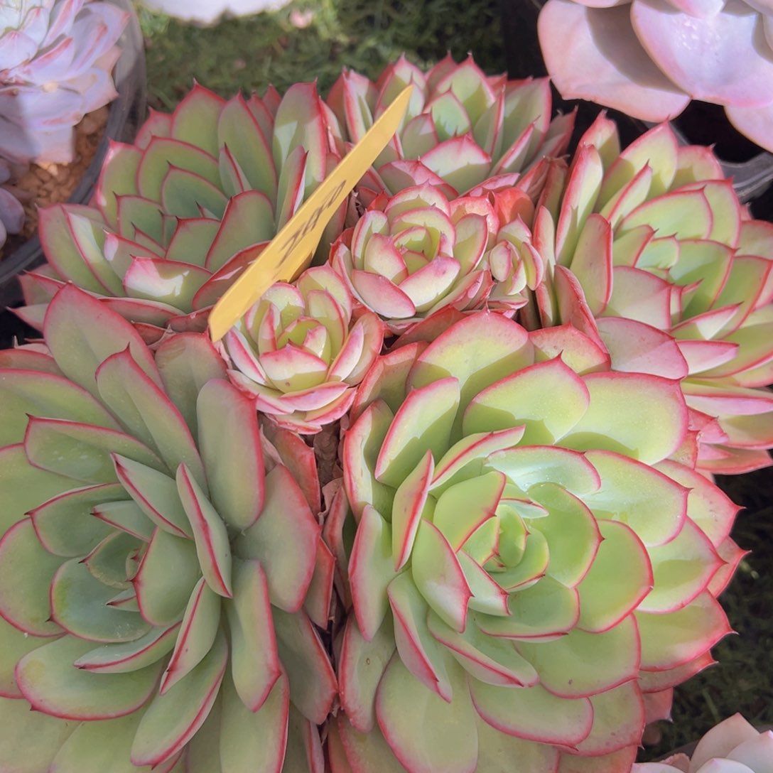 香玉的故事是一个人的故事吗