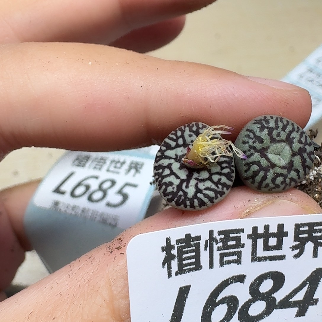 的植物的人生ghjj